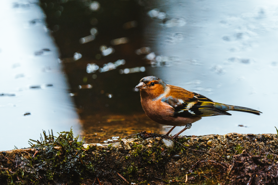 A close-up of a male chaffinch perched on a moss-covered rock at the edge of a quiet water body, with vibrant orange-brown breast, blue-grey cap, and black and white markings on its wings and tail. Th