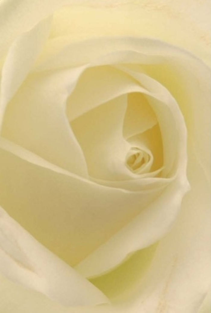 From the perspective of an experienced Old Oak Common florist, standing just a breath away from this pristine white rose reveals new wonders in every gentle curve and softened shadow. The petals spiral inward with a patient precision, layered in creamy gradients that shift subtly from lustrous cream at the centre to nearly translucent edges. The bloom's composition radiates calm and sophistication, mirroring the tranquil paths and green spaces that wind through Old Oak Common. Light filters gently across its surface, creating the illusion of an inner glow-an effect that brings out the flower's quiet resilience and timeless appeal. Each petal seems to invite touch, like running a finger along fresh parchment or the softest fabric, and the subtle interplay of shade enhances the flower's gentle dimensionality. Imagine the pure, understated fragrance filling a local home as the sun sets behind the rooftops near the Grand Union Canal, offering peace and quiet joy in its wake. This rose, with its near-perfect spiral and creamy glow, would be equally at home in a wedding bouquet, as a heartfelt apology, or as a centrepiece at a meaningful celebration. In Old Oak Common, such a bloom isn't just a flower-it's a symbol of care, connection, and the quiet artistry that defines the area's florists.